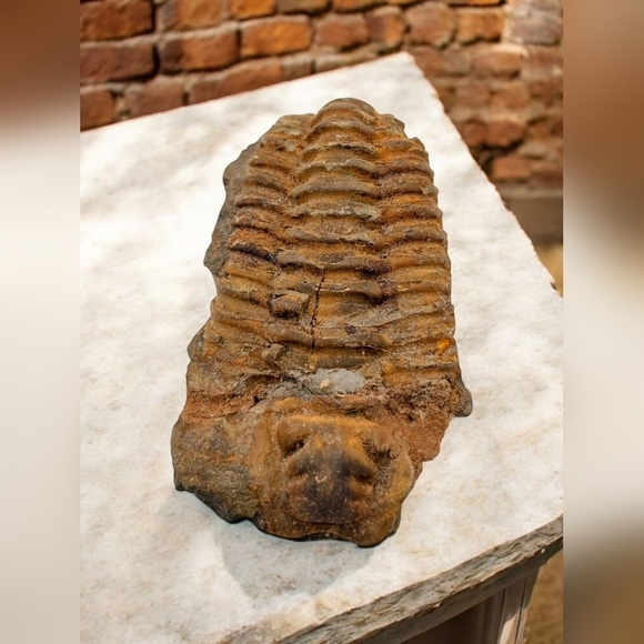 None Other - Real Trilobite Fossil 300 Million Years Old Oklahoma Devonian